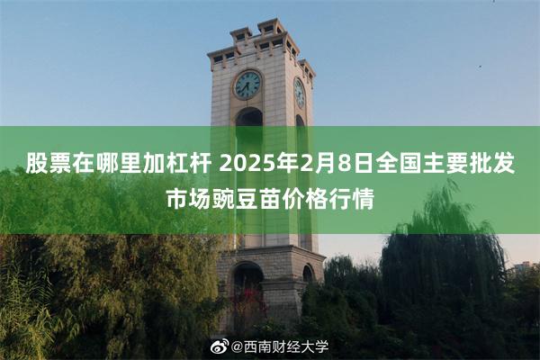 股票在哪里加杠杆 2025年2月8日全国主要批发市场豌豆苗价格行情